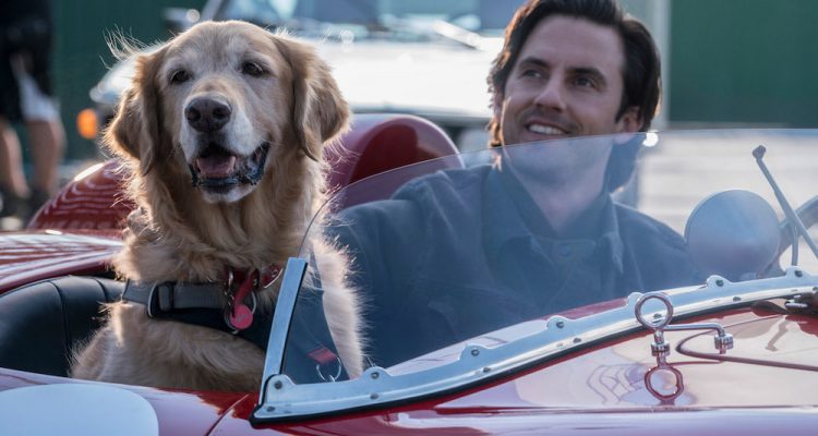 The Art of Racing in the Rain (2019) Review - The Movie Elite